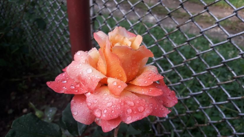  - ALBUM FINAL GRADINA 2021