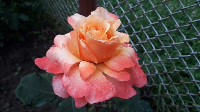  - ALBUM FINAL GRADINA 2021