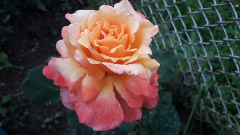  - ALBUM FINAL GRADINA 2021