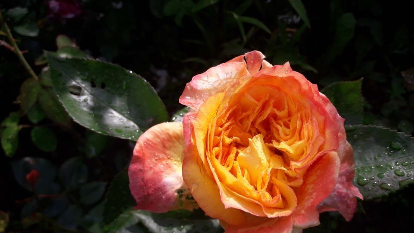  - ALBUM FINAL GRADINA 2021