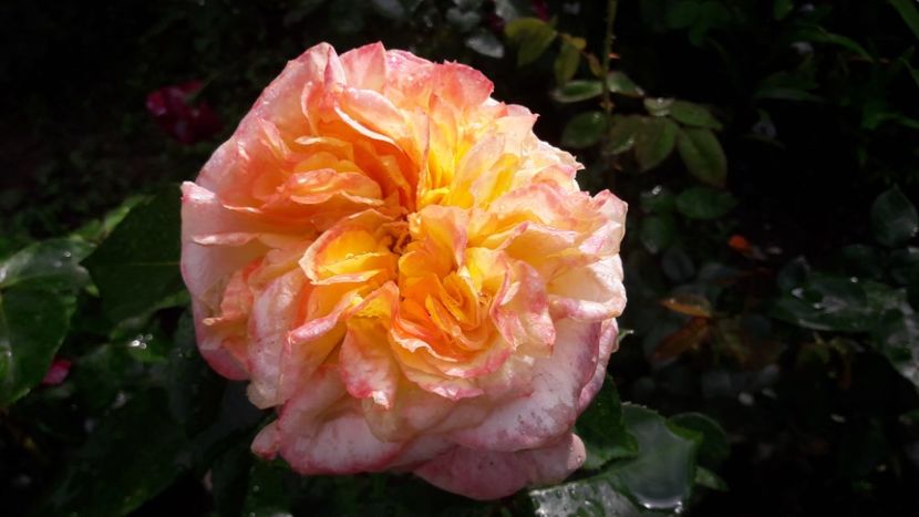  - ALBUM FINAL GRADINA 2021