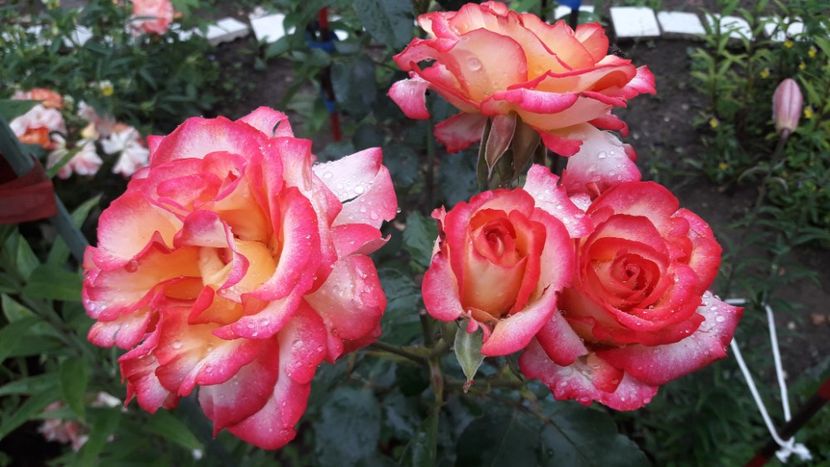  - ALBUM FINAL GRADINA 2021