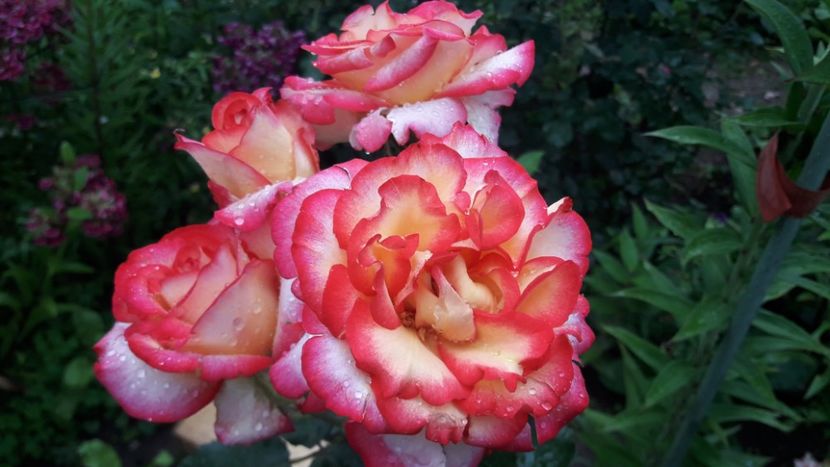  - ALBUM FINAL GRADINA 2021