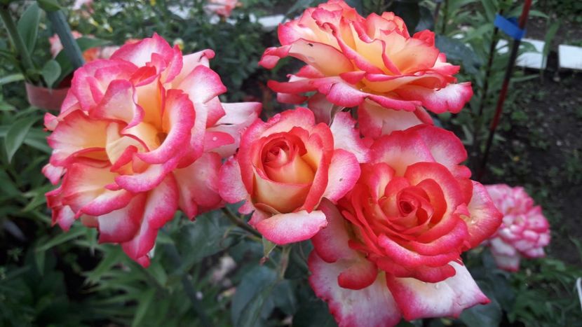  - ALBUM FINAL GRADINA 2021