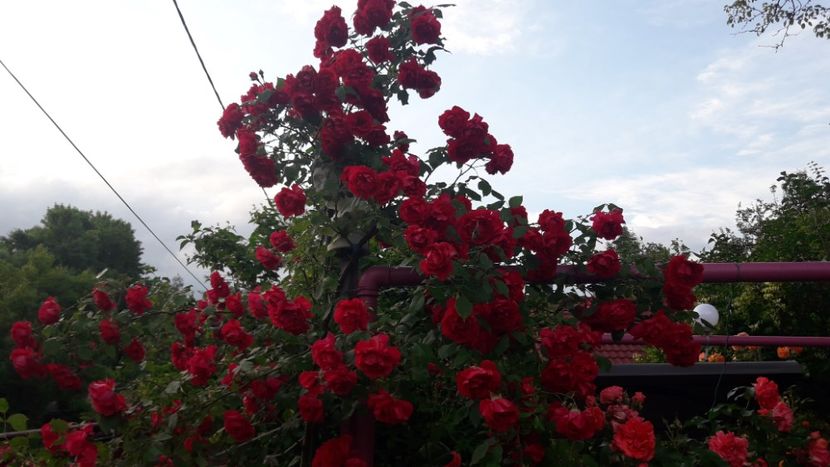  - ALBUM FINAL GRADINA 2021