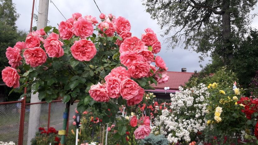  - ALBUM FINAL GRADINA 2021