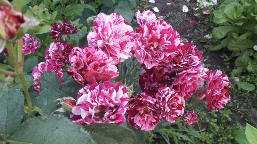  - ALBUM FINAL GRADINA 2021