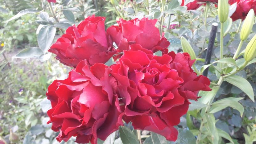  - ALBUM FINAL GRADINA 2021