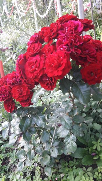  - ALBUM FINAL GRADINA 2021