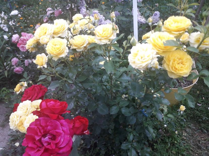  - ALBUM FINAL GRADINA 2021