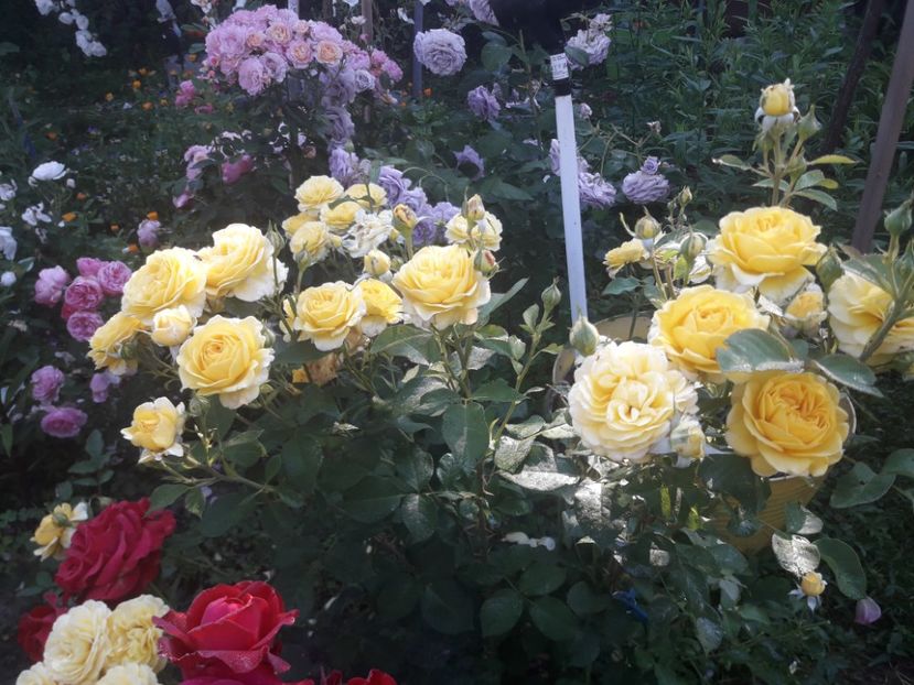  - ALBUM FINAL GRADINA 2021