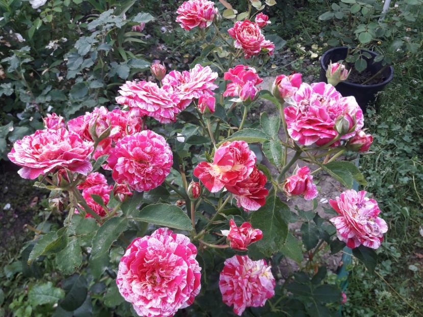  - ALBUM FINAL GRADINA 2021