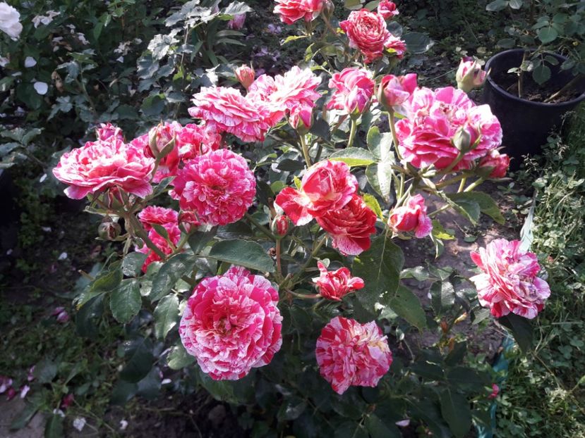  - ALBUM FINAL GRADINA 2021