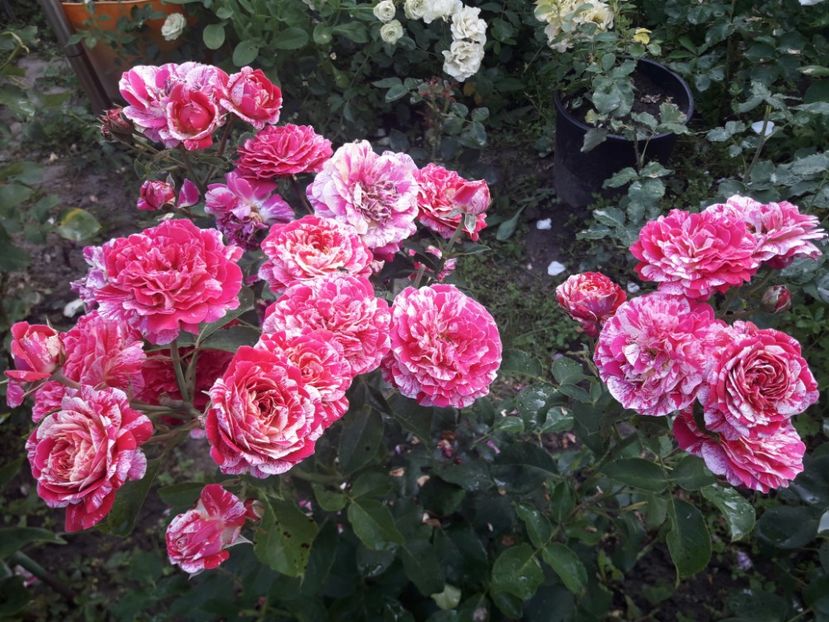  - ALBUM FINAL GRADINA 2021