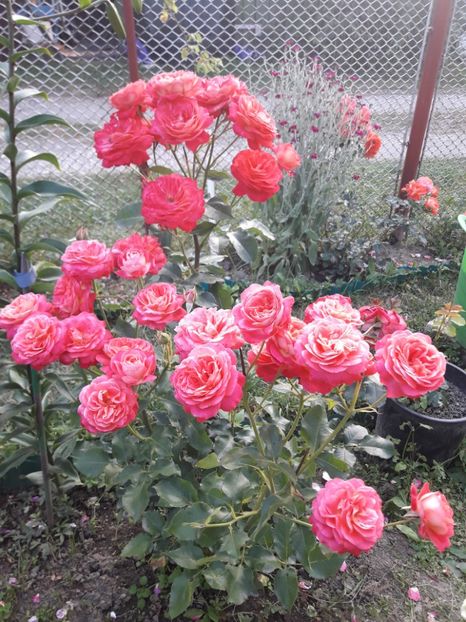  - ALBUM FINAL GRADINA 2021