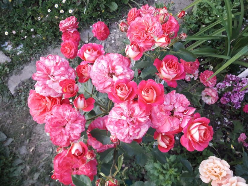  - ALBUM FINAL GRADINA 2021