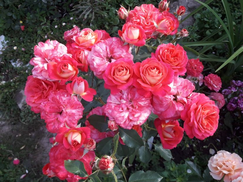  - ALBUM FINAL GRADINA 2021