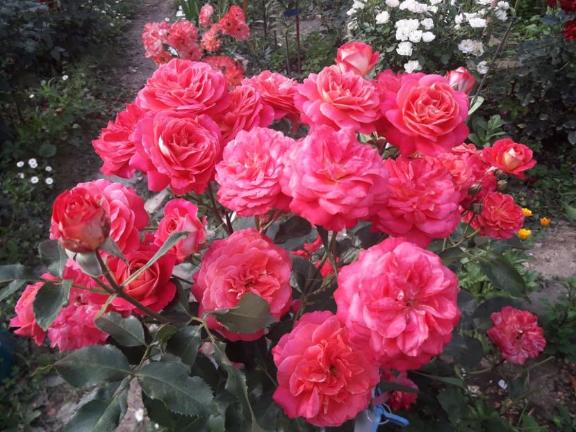  - ALBUM FINAL GRADINA 2021