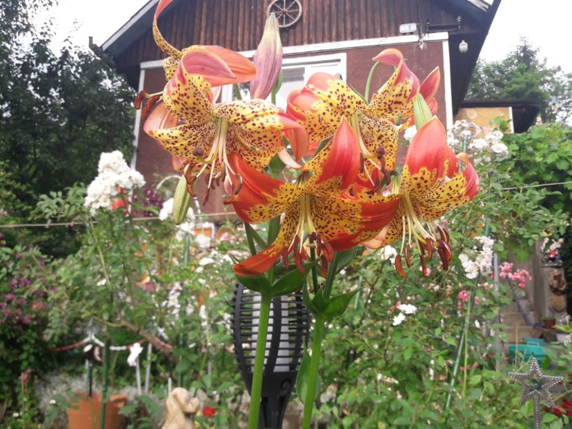  - ALBUM FINAL GRADINA 2021