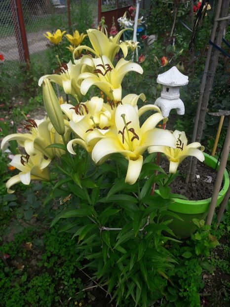  - ALBUM FINAL GRADINA 2021