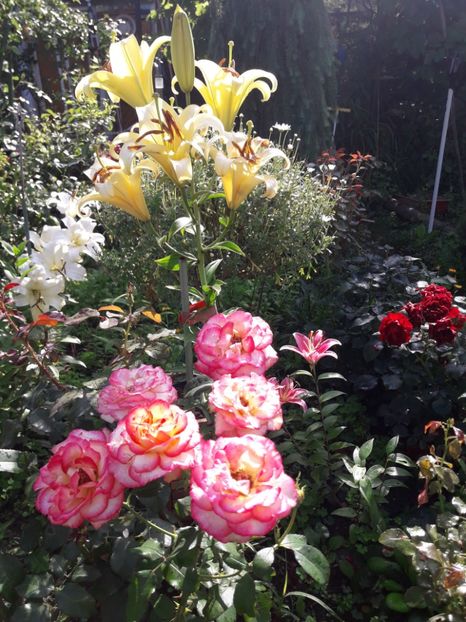  - ALBUM FINAL GRADINA 2021