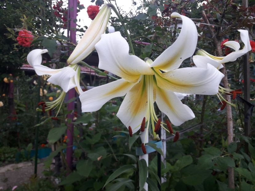  - ALBUM FINAL GRADINA 2021