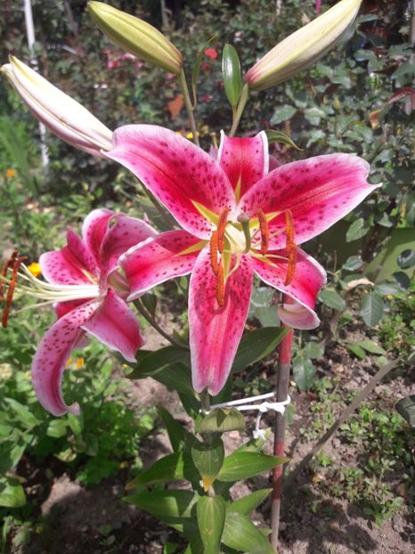  - ALBUM FINAL GRADINA 2021