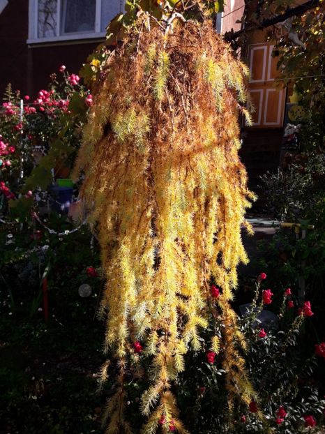  - ALBUM FINAL GRADINA 2021