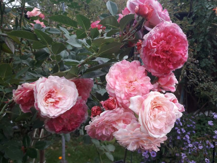  - ALBUM FINAL GRADINA 2021