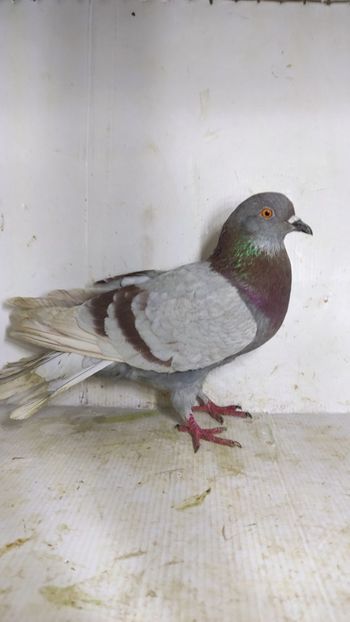 M 2021 - Por comuni