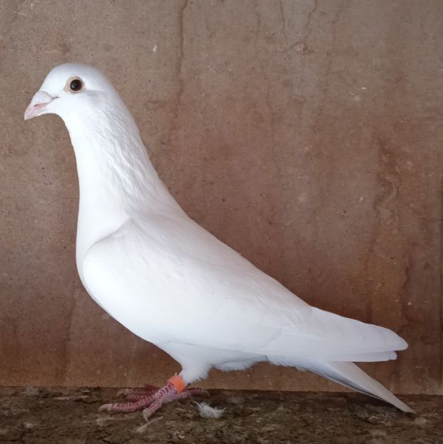 Mascul 17-600....- Baleni - Porumbei vanduti