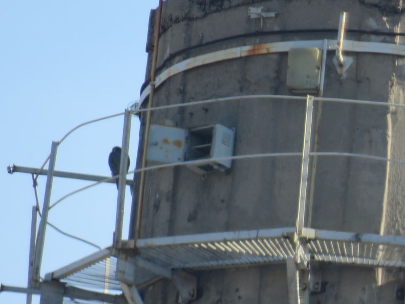  - dusmanul natural al porumbeilor