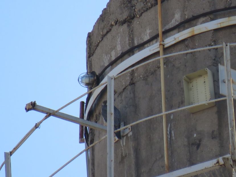  - dusmanul natural al porumbeilor