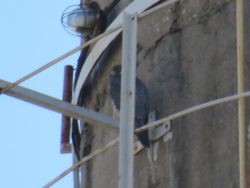  - dusmanul natural al porumbeilor