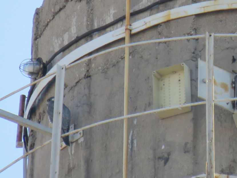  - dusmanul natural al porumbeilor