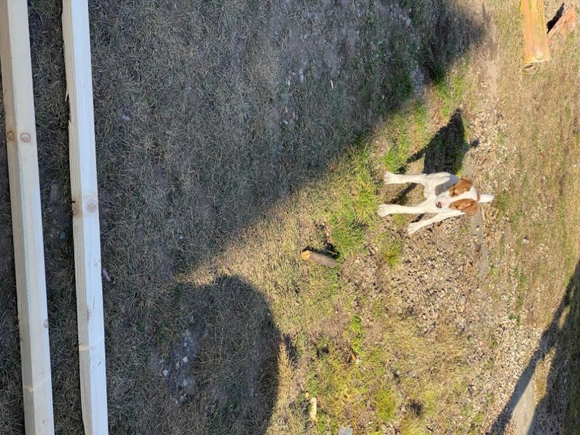 BF168E31-DE58-4423-9F4F-6C28B48B37FE - Jack Russel