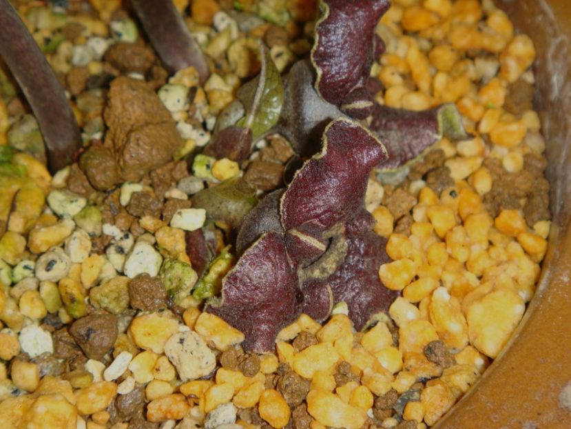 Asarum tokarense, Japonia - Whish list pentru viata urmatoare2