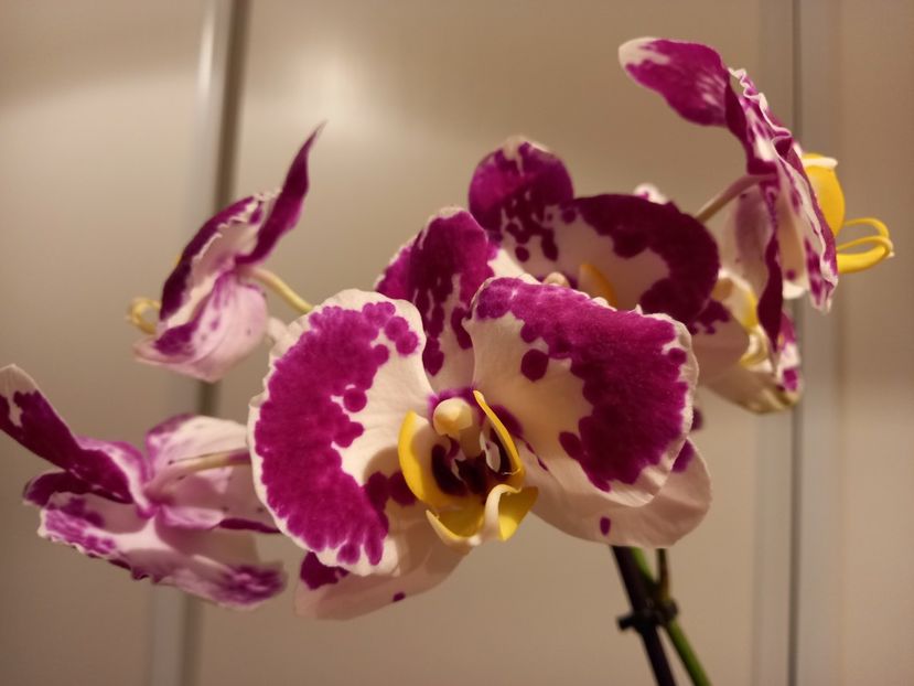 Phalaenopsis Bellicose,  05.02.2022 - Orhidee