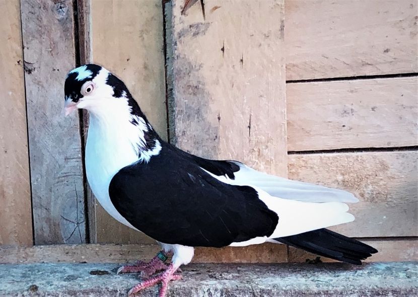 6776  femelă  2019 - Jucători de galați