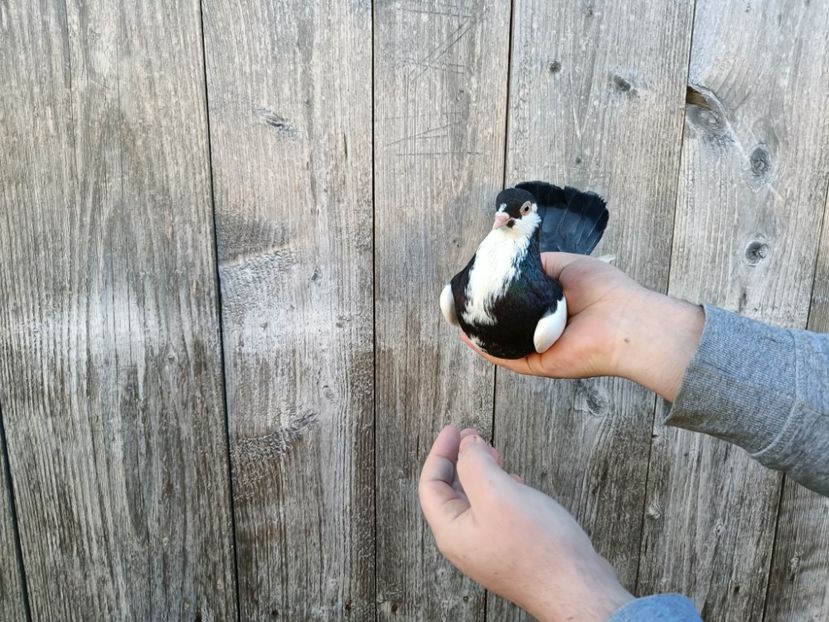 IMG20220206090245 - Pagi de Iasi 2022