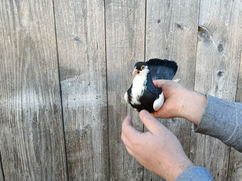 IMG20220206090248 - Pagi de Iasi 2022