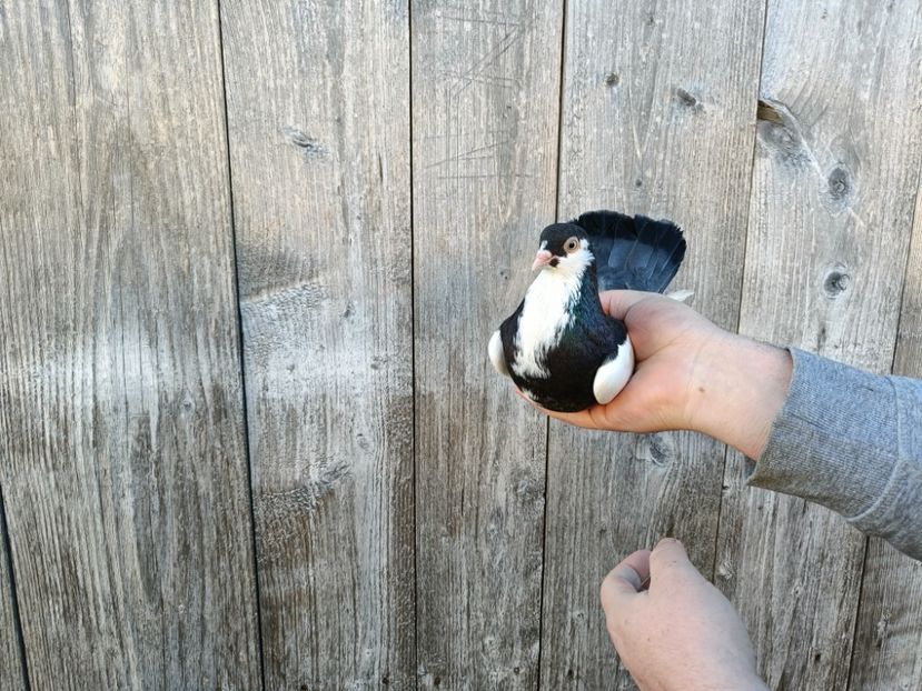 IMG20220206090246_01 - Pagi de Iasi 2022