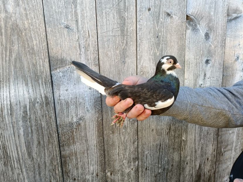 IMG20220206090156 - Pagi de Iasi 2022