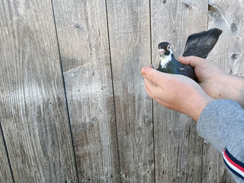 IMG20220206090202 - Pagi de Iasi 2022