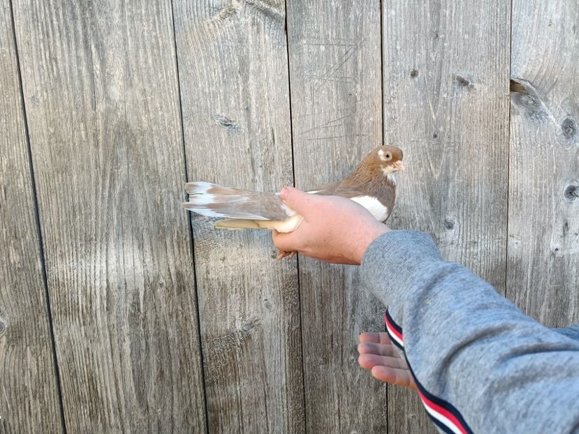 IMG20220206090125 - Pagi de Iasi 2022