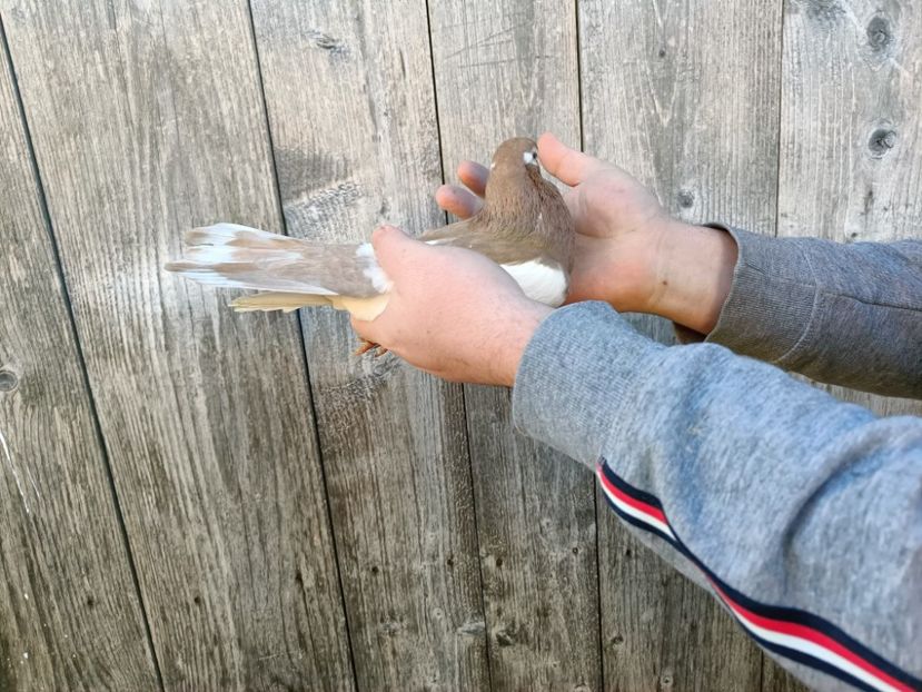 IMG20220206090122 - Pagi de Iasi 2022