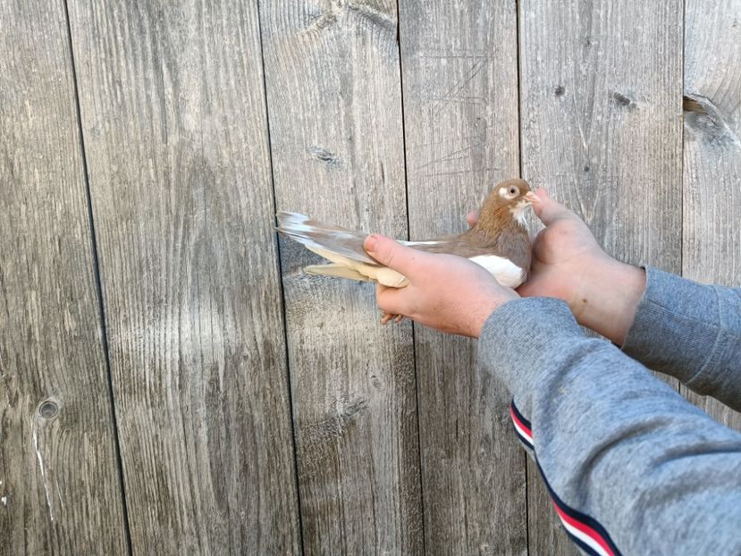 IMG20220206090123 - Pagi de Iasi 2022