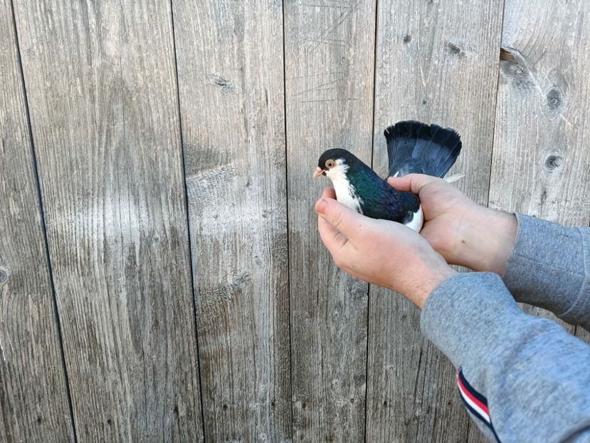 IMG20220206090243_01 - Pagi de Iasi 2022