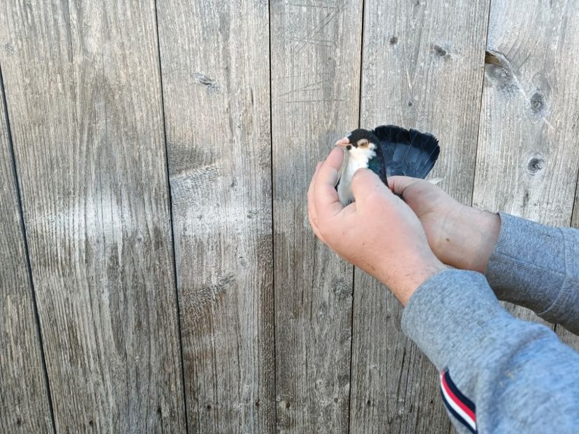 IMG20220206090244 - Pagi de Iasi 2022