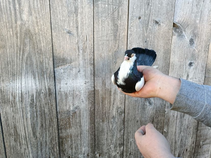 IMG20220206090246 - Pagi de Iasi 2022